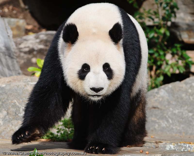 image of Giant panda 1
