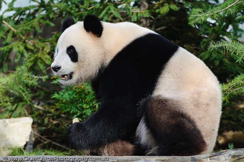 image of Giant panda 2