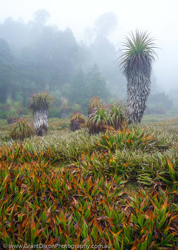 image of Alpine garden mist 3