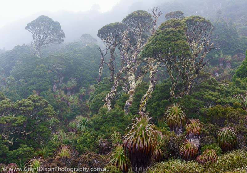image of Alpine rainforest mist 1