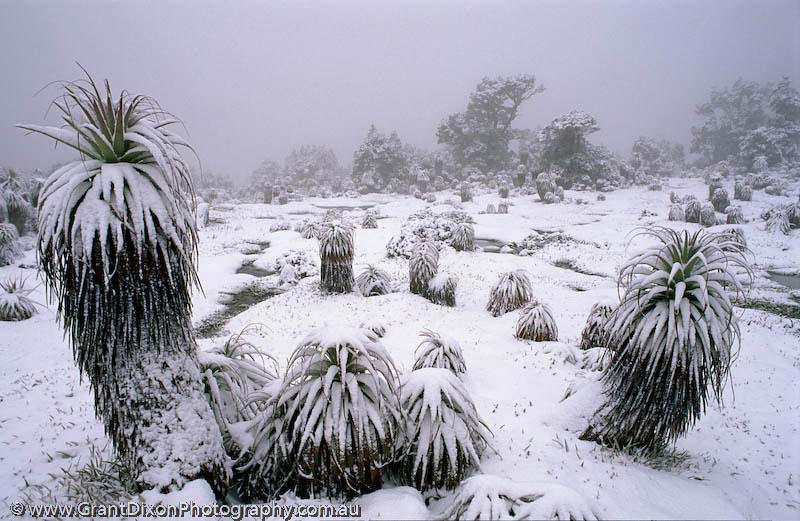 image of Alpine garden winter
