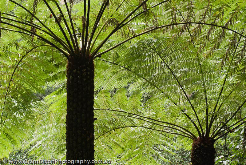 image of Grose ferns