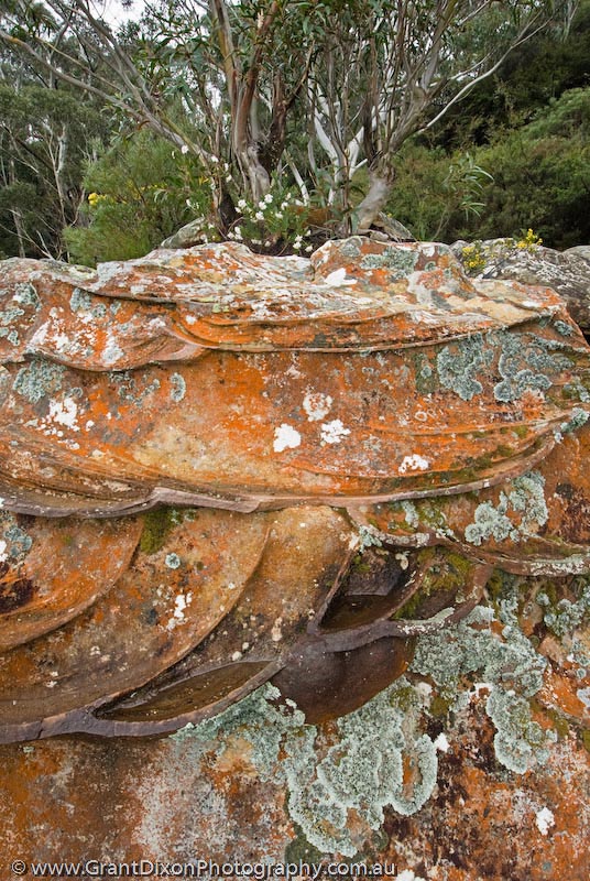 image of Leura lichen