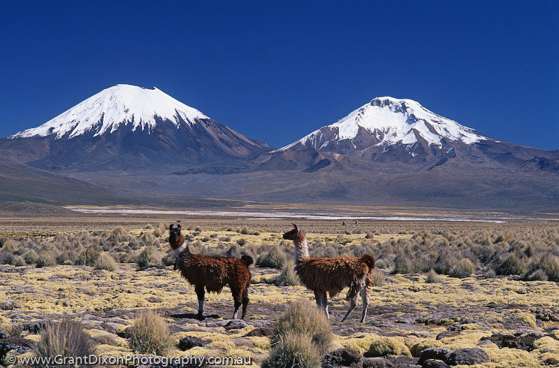 image of Llamas and volcanoes