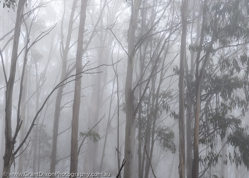 image of Staircase misty forest 3