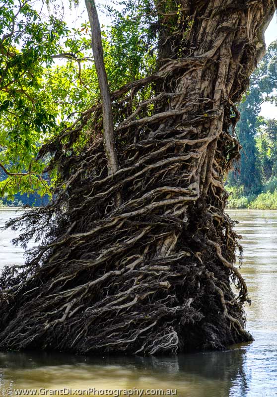 image of Mekong flooded tree