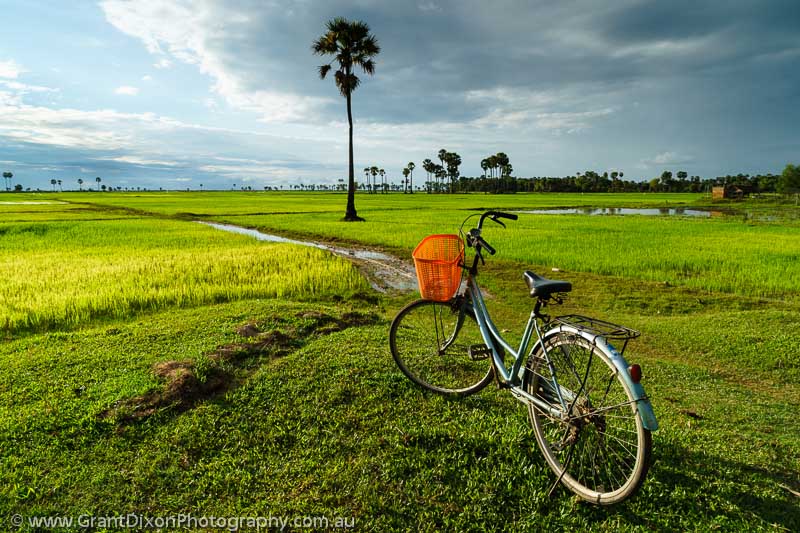 image of Bike & rice fields