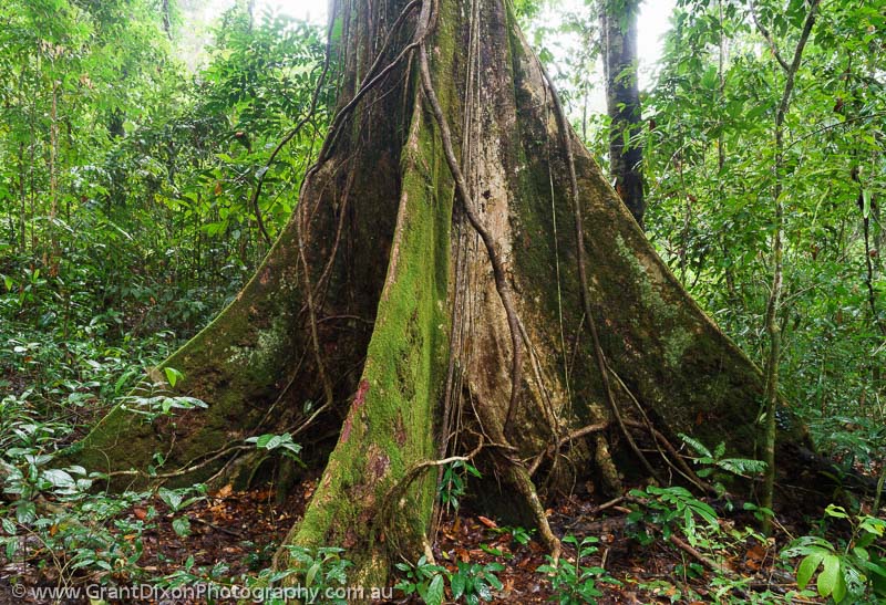 image of Areng rainforest tree