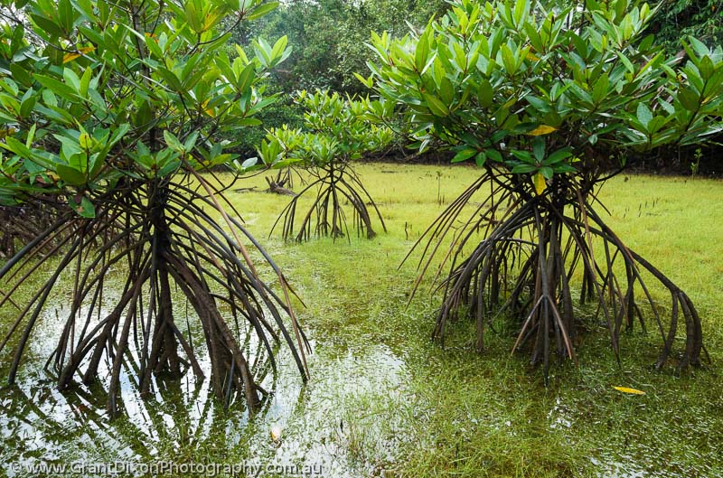 image of Koh Kong mangroves 3