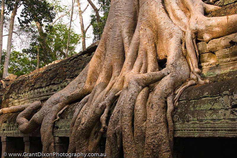 image of Ta Prohm roots and ruins 2