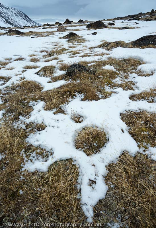image of Baffin lichen spring thaw 2