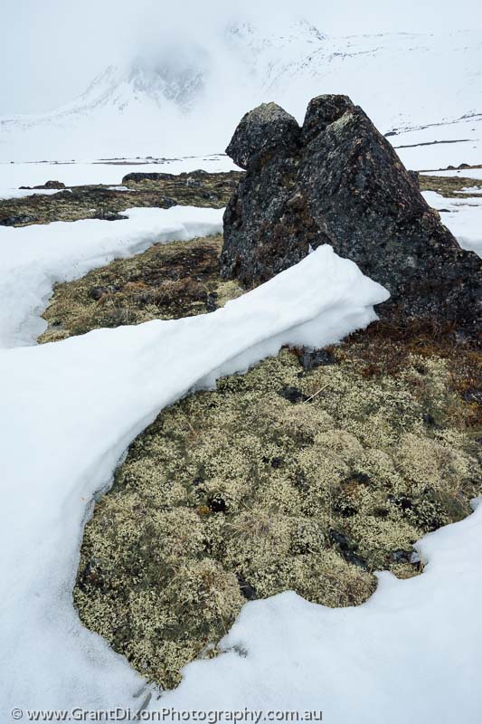 image of Baffin lichen spring thaw 1