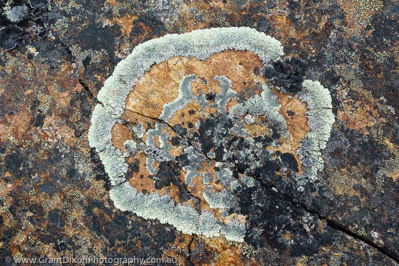 image of Baffin lichen 2