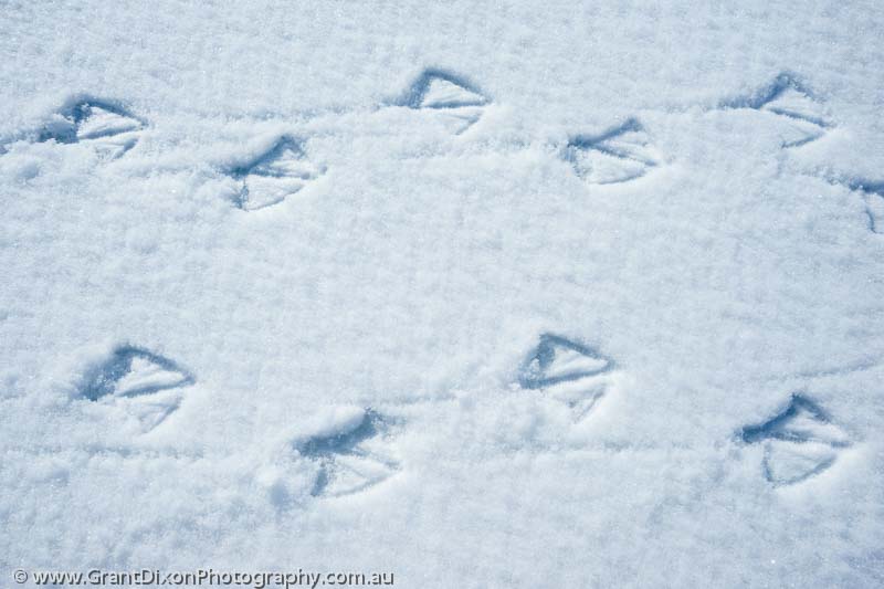 image of Pangnirtung Fiord seagull footprints 1