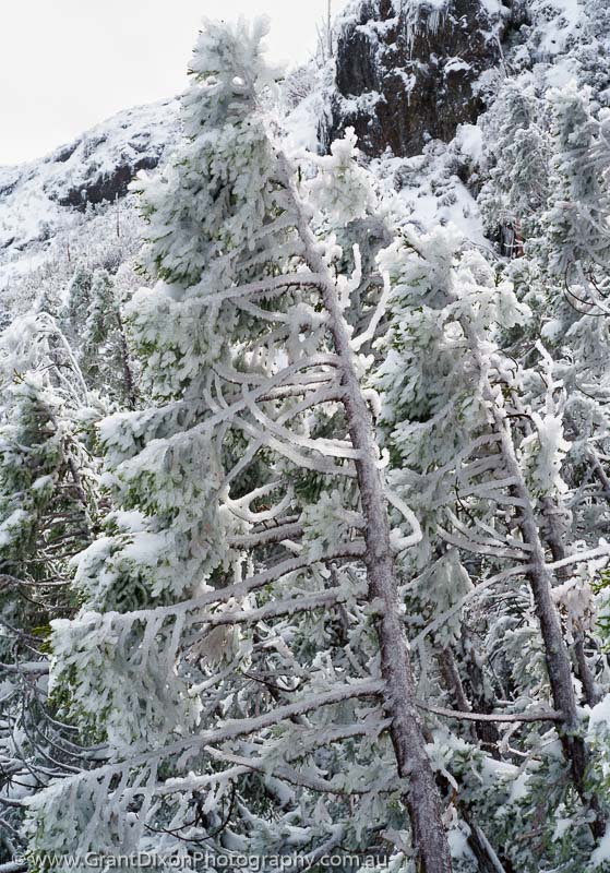 image of Sharlands icy pencil pine