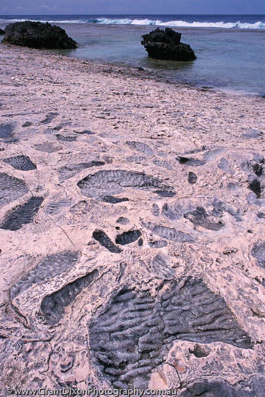 image of Atiu coral fossil 2