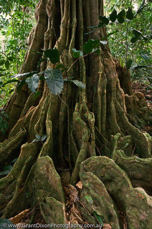 image of Rarotonga buttress roots