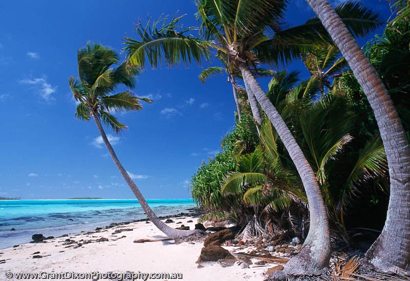 image of Aitutaki palms