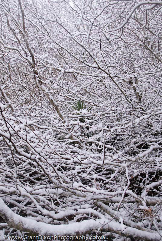 image of Snowy Fagus