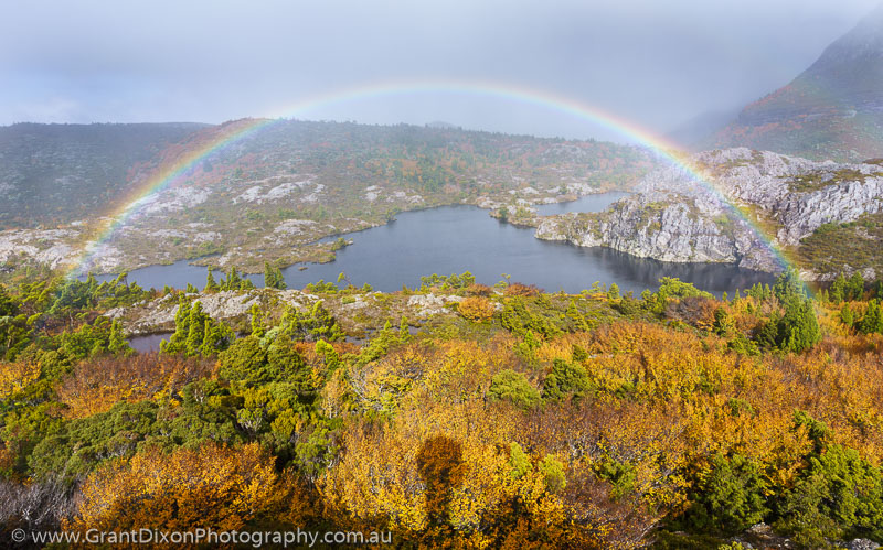 image of Twisted Lakes fagus rainbow
