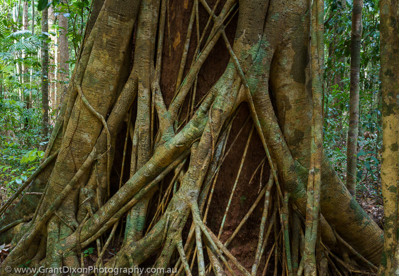 image of Poona strangler fig detail