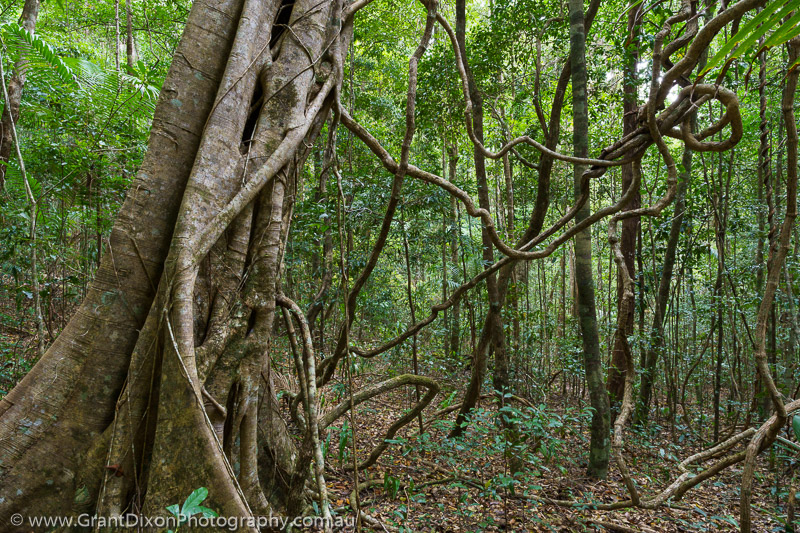 image of Poona vines