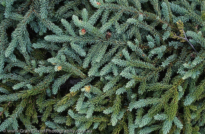 image of Denali Spruce foliage