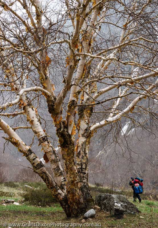 image of Chyarga Birch tree & porter