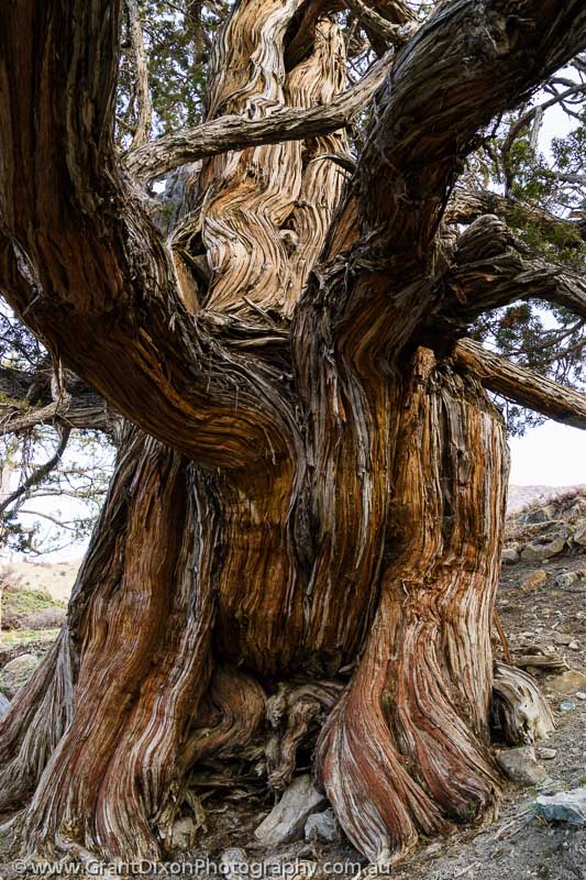 image of Dolpo giant juniper