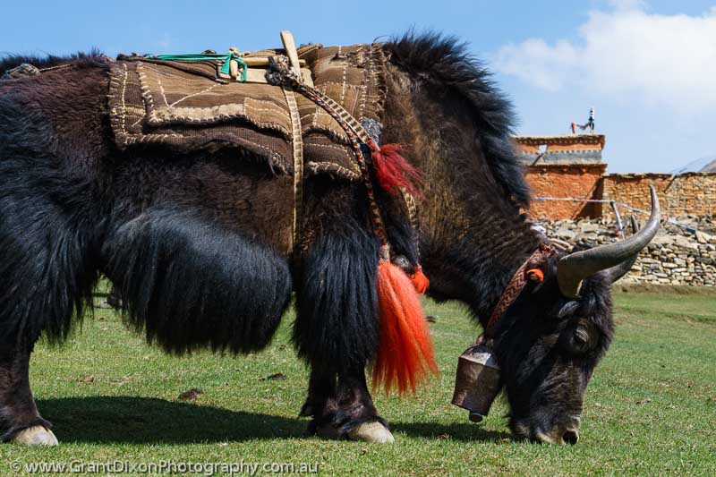 image of Dolpo grazing yak 1