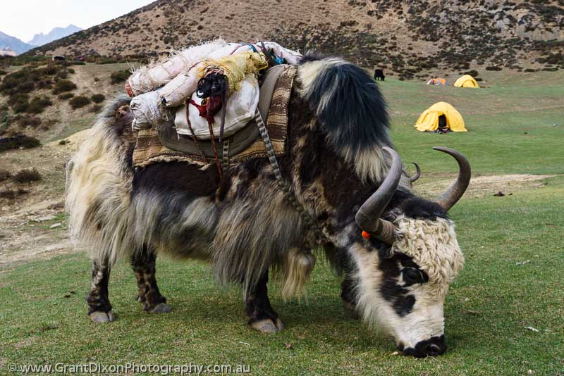 image of Dolpo grazing yak 2