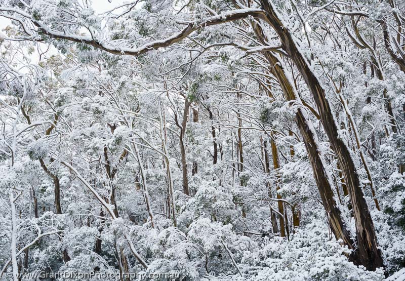 image of Snowy forest Mt Field 4