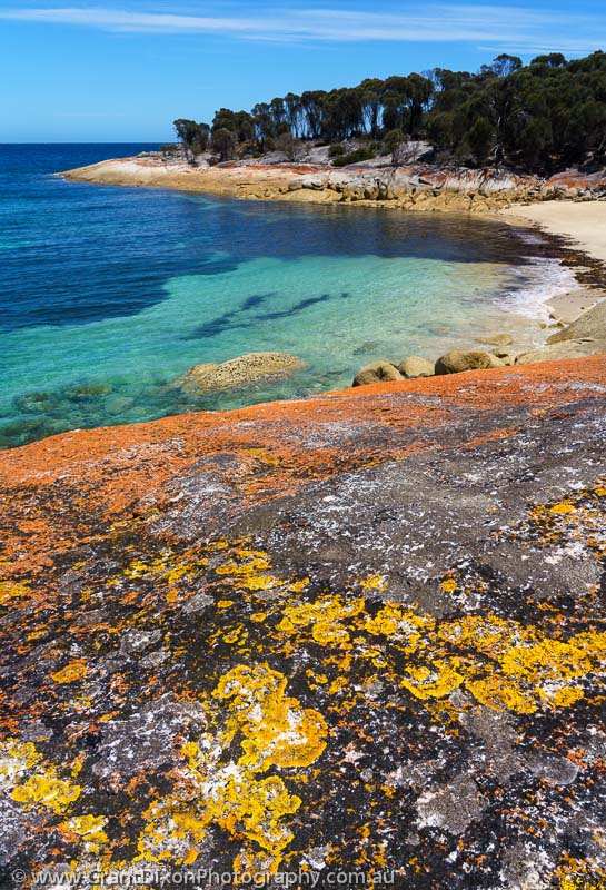 image of Trousers Point lichen