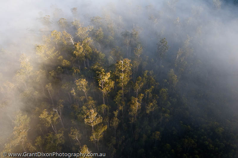 image of Florentine forest mist 10