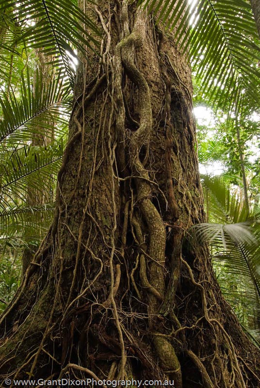 image of Daintree trunk & roots