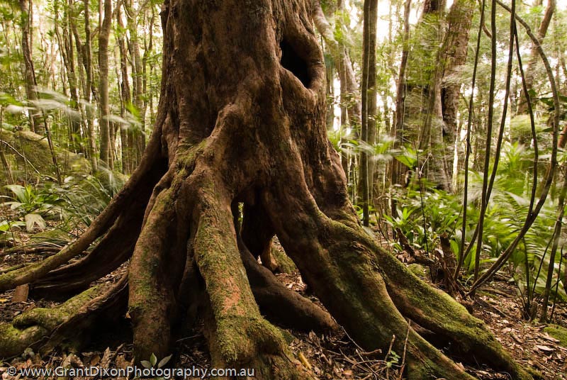 image of Daintree roots 4