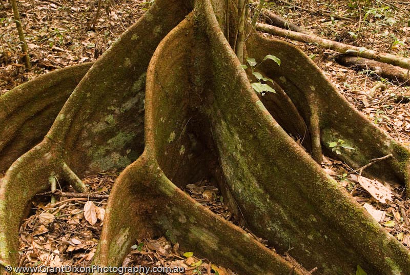 image of Daintree roots 5