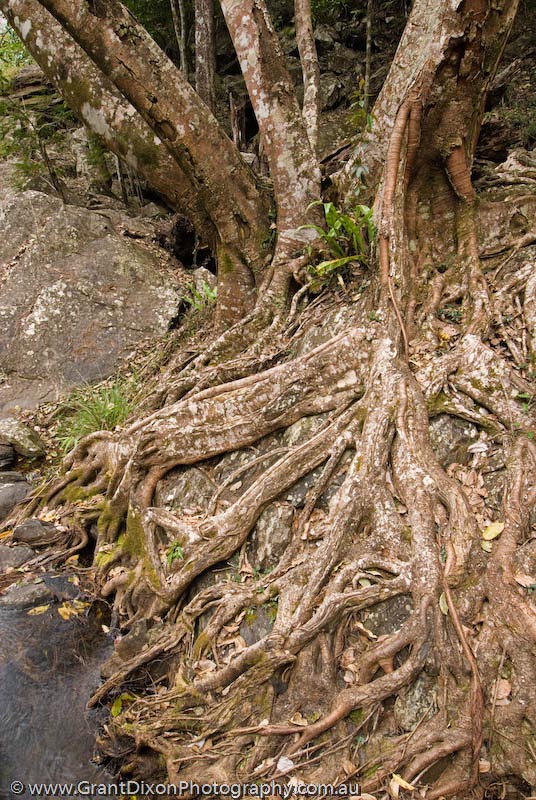 image of Daintree roots 6