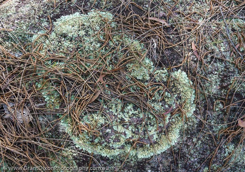 image of Sheoak tendrils & lichen