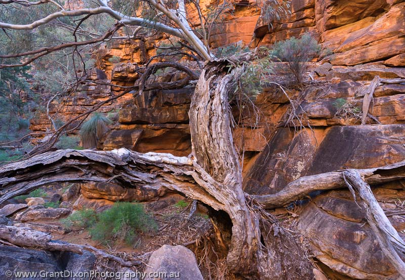 image of Italowie tree & cliff