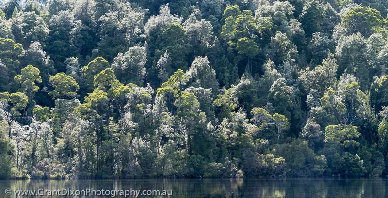 image of Lower Gordon riverine rainforest 2