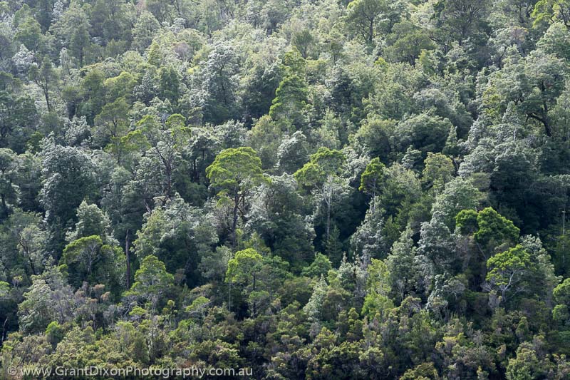image of Lower Gordon rainforest