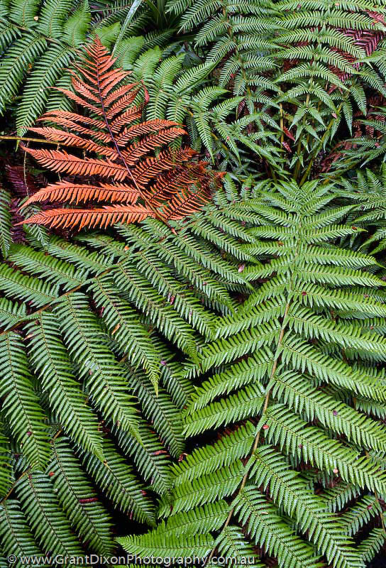 image of Fern fronds 1