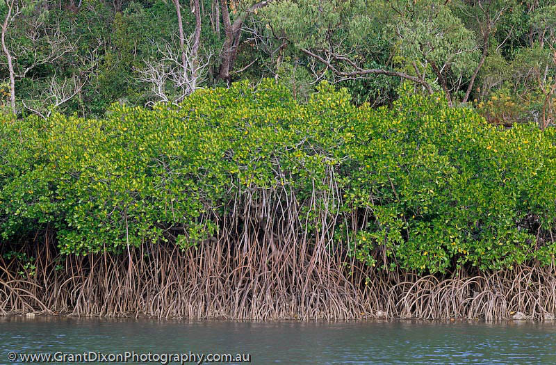 image of Zoe Bay mangroves