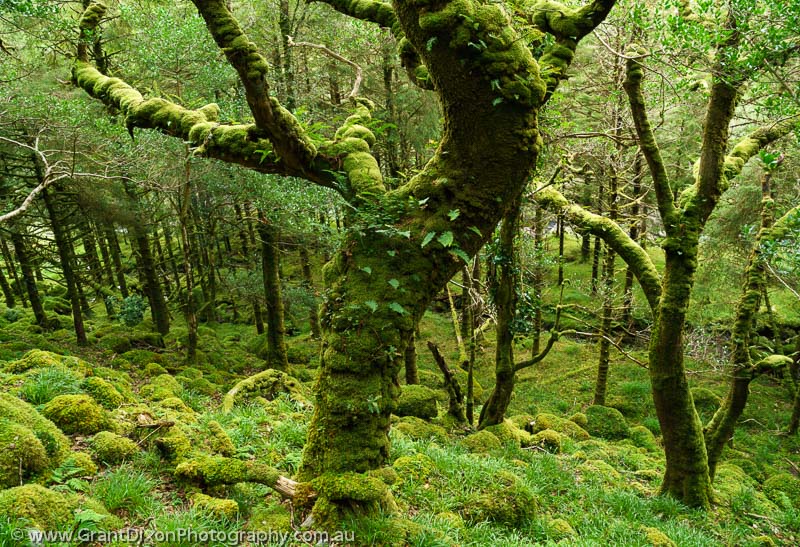 image of Killarney mossy forest