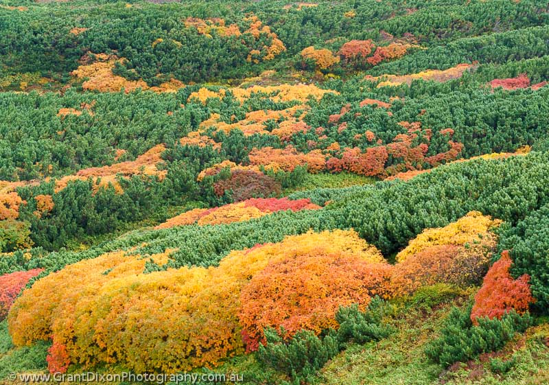 image of Daisetsuzan autumn 1