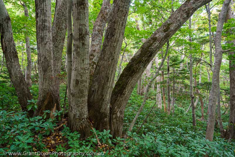 image of Shiretoko Oak forest