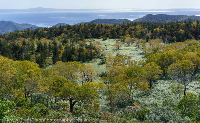 image of Rausu-dake highland forest