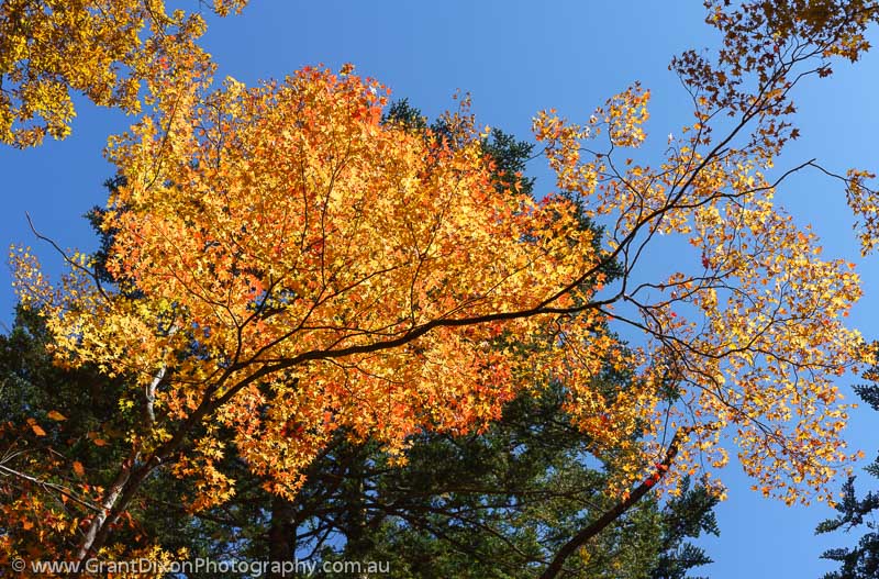 image of Nikko autumn colours 3