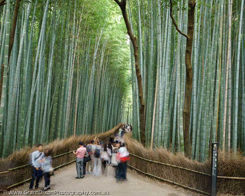image of Arashiyama bamboo grove